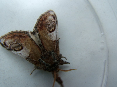 Pebble Prominent